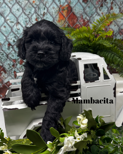 1757375456.280365-6DF7F744-A326-48EA-9B37-6462AB759B79