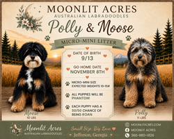 Polly Moose announcement