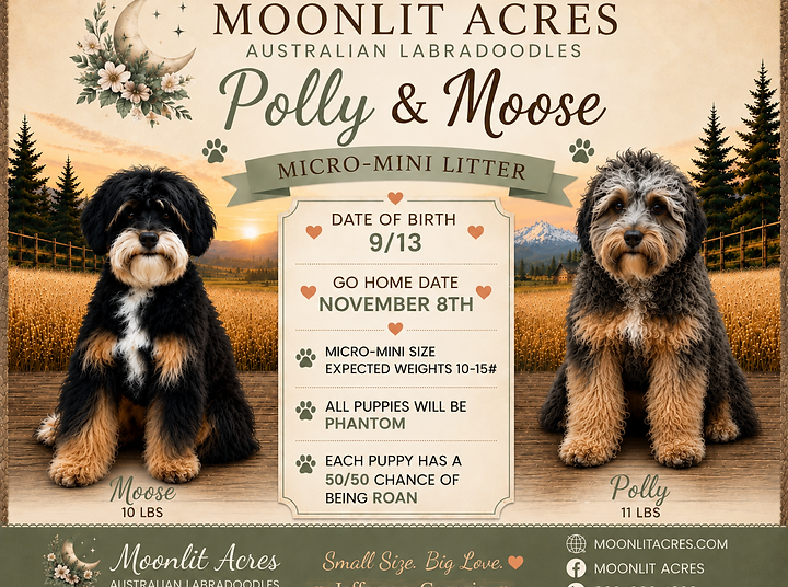 Polly Moose announcement.png