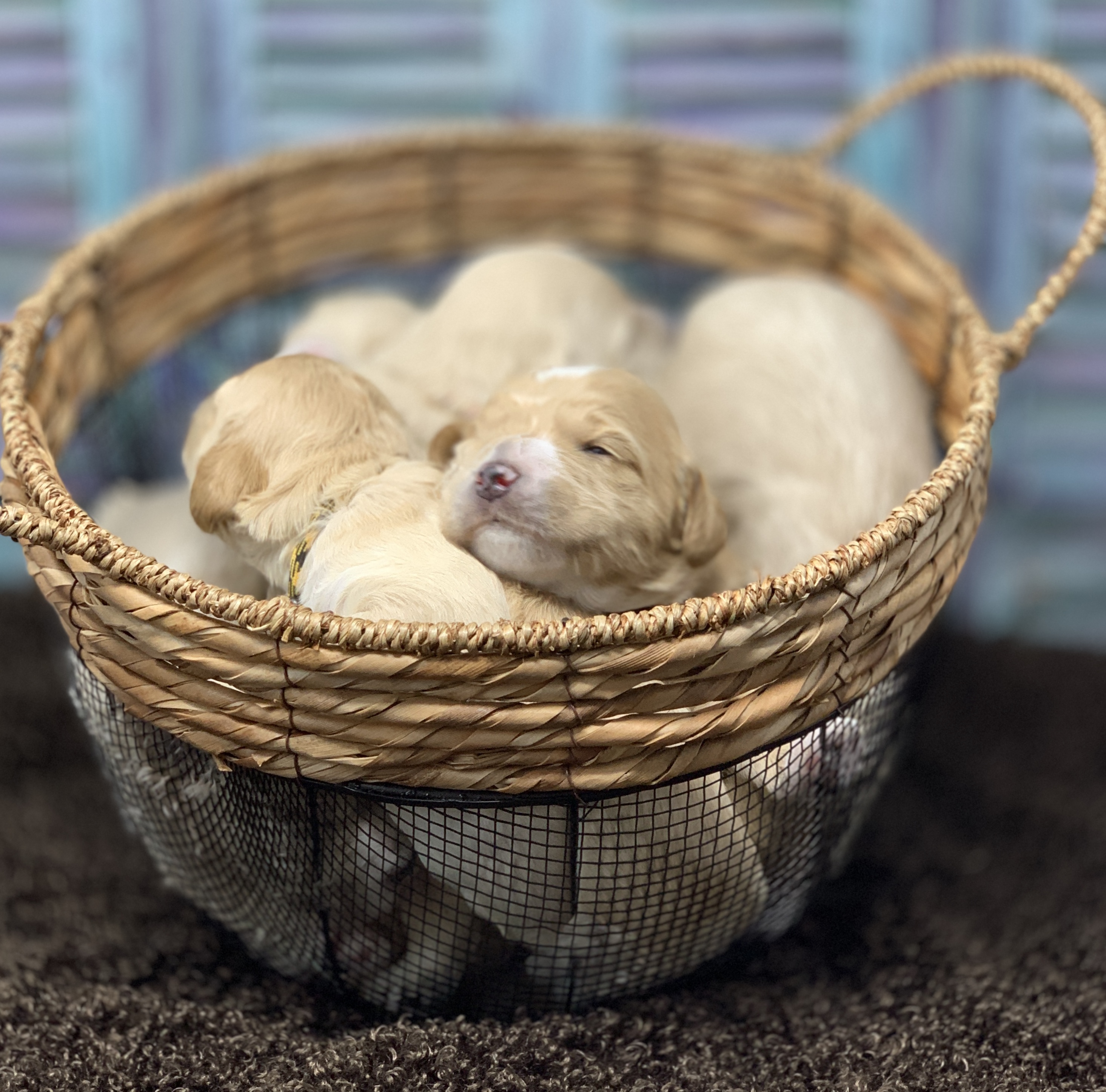 Basket Full Of Puppies