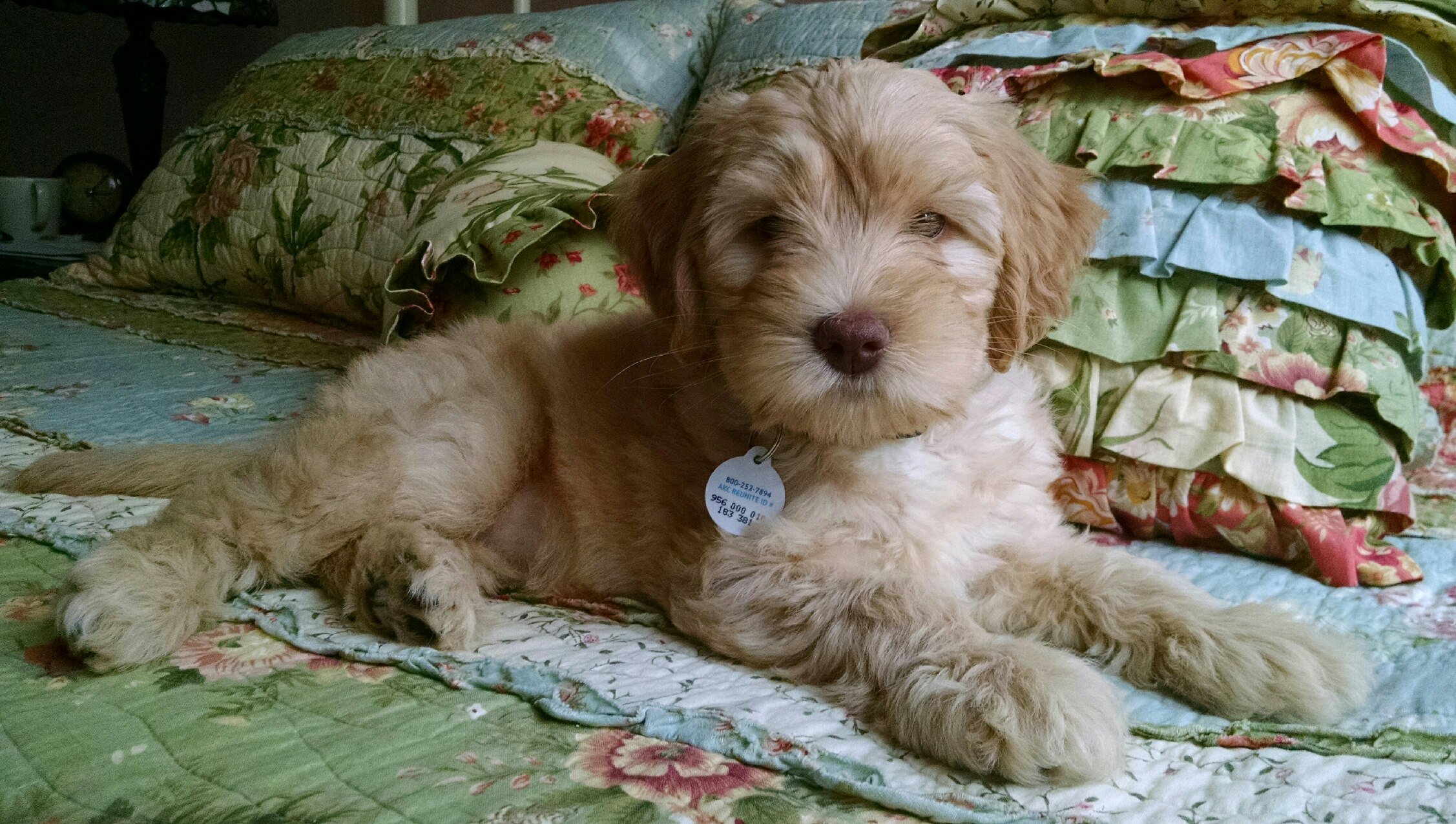 Mabel in her new home