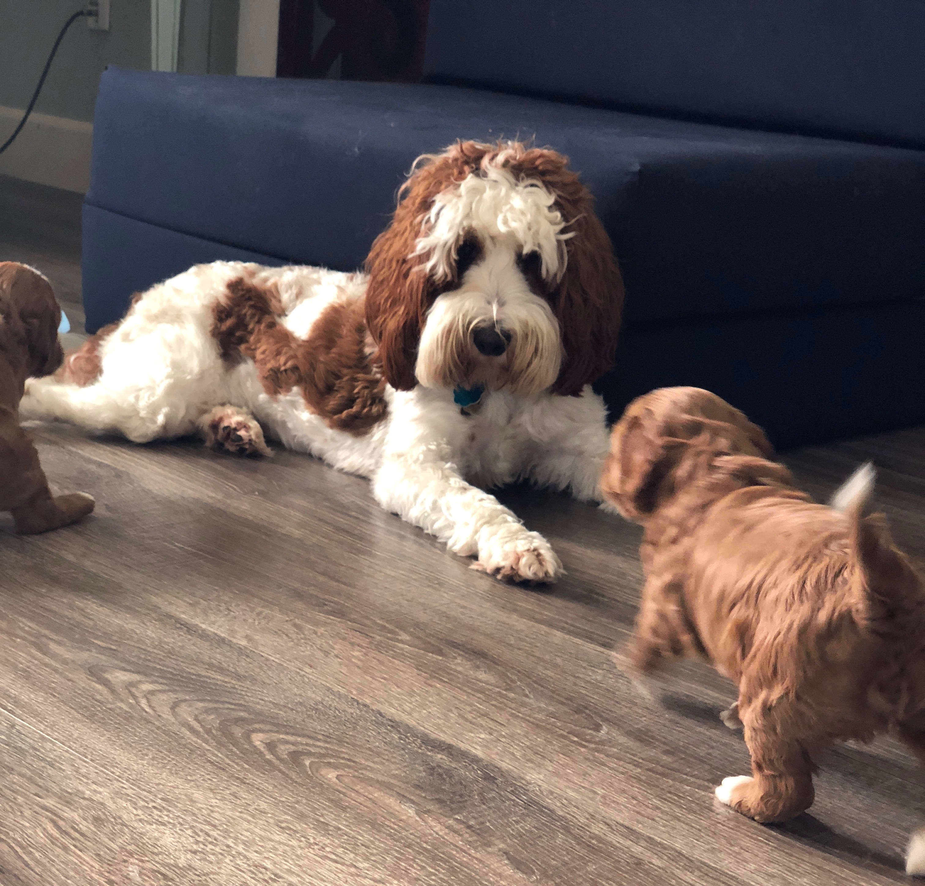 Ruby & Babies