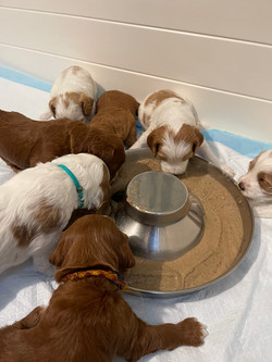 First Meal