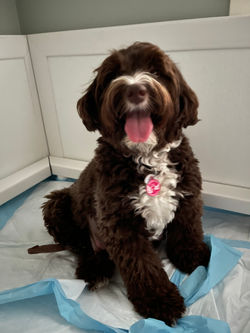 Bo's mama, Ms. Charlie