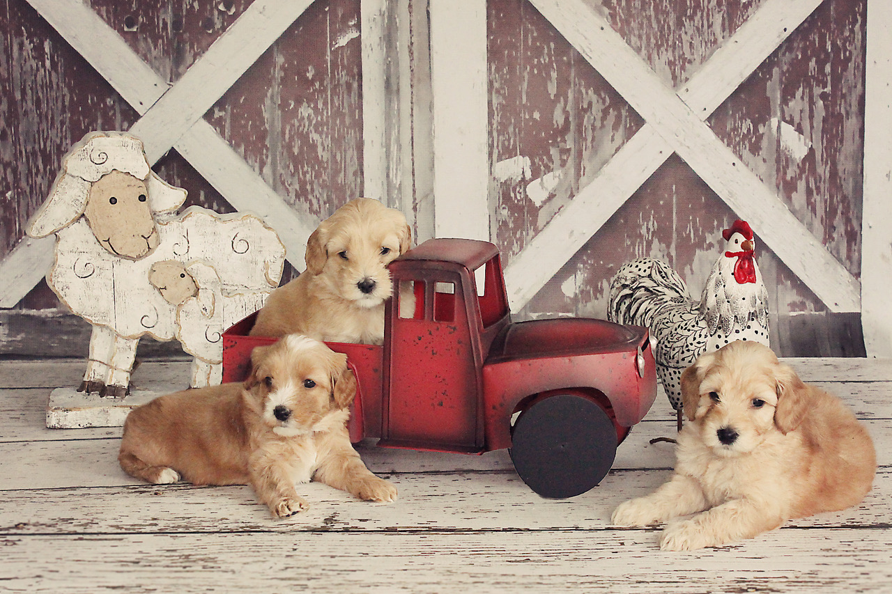 Gracie's past puppies