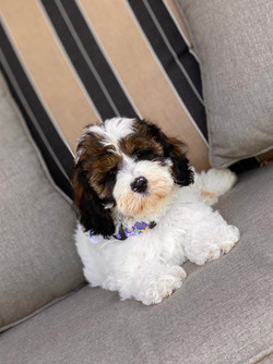 Savannah as an Australian Labradoodle Puppy
