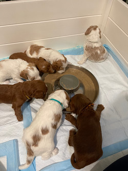 First Meal