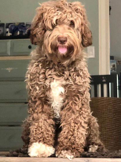 Truffles.jpg