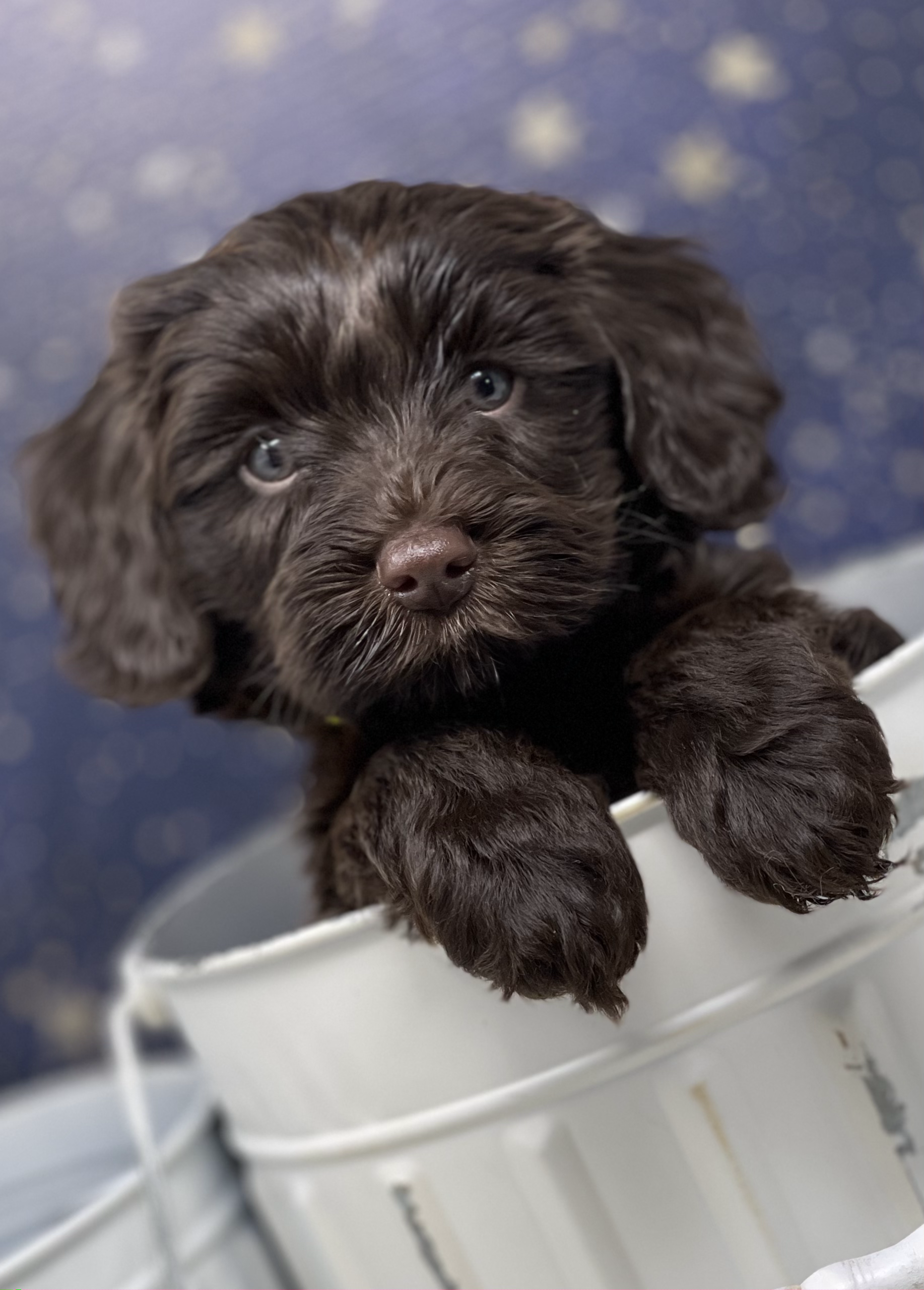 Rolo