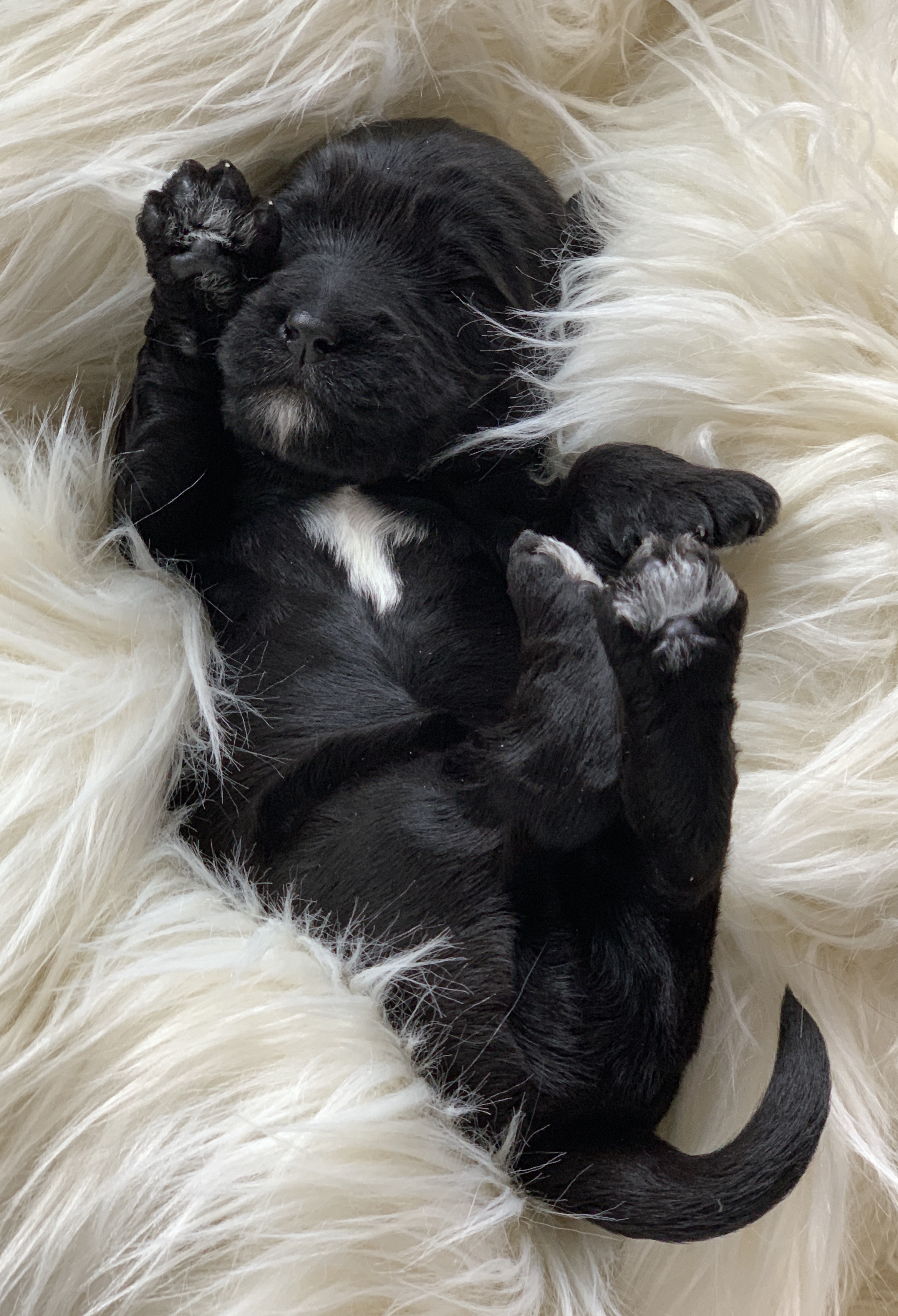 Mini Sheba