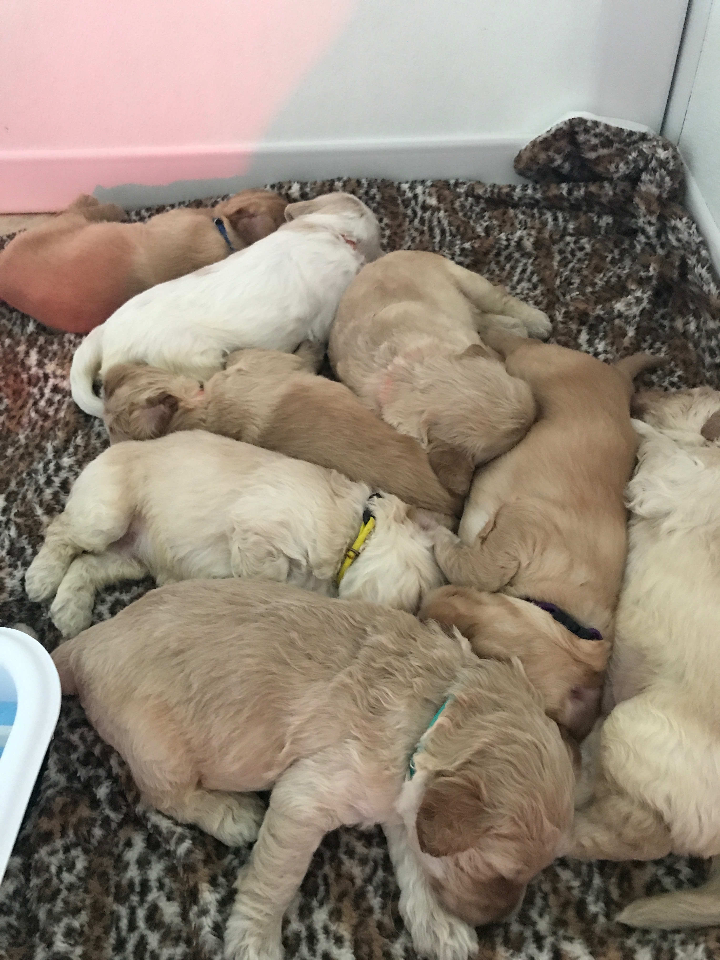 Puppy Pile