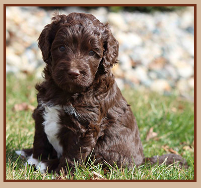Truffles