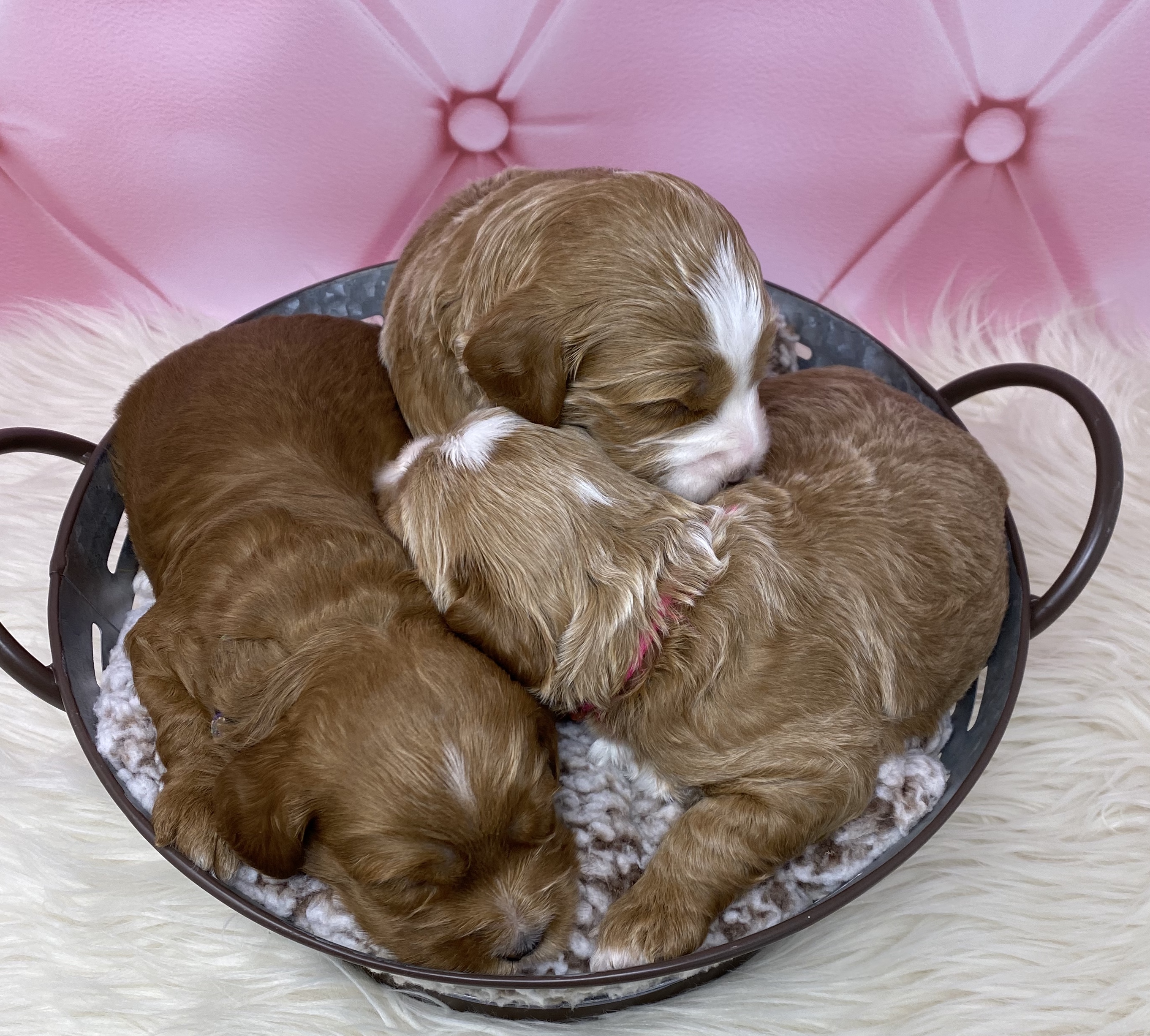 Basket Full Of ❤️