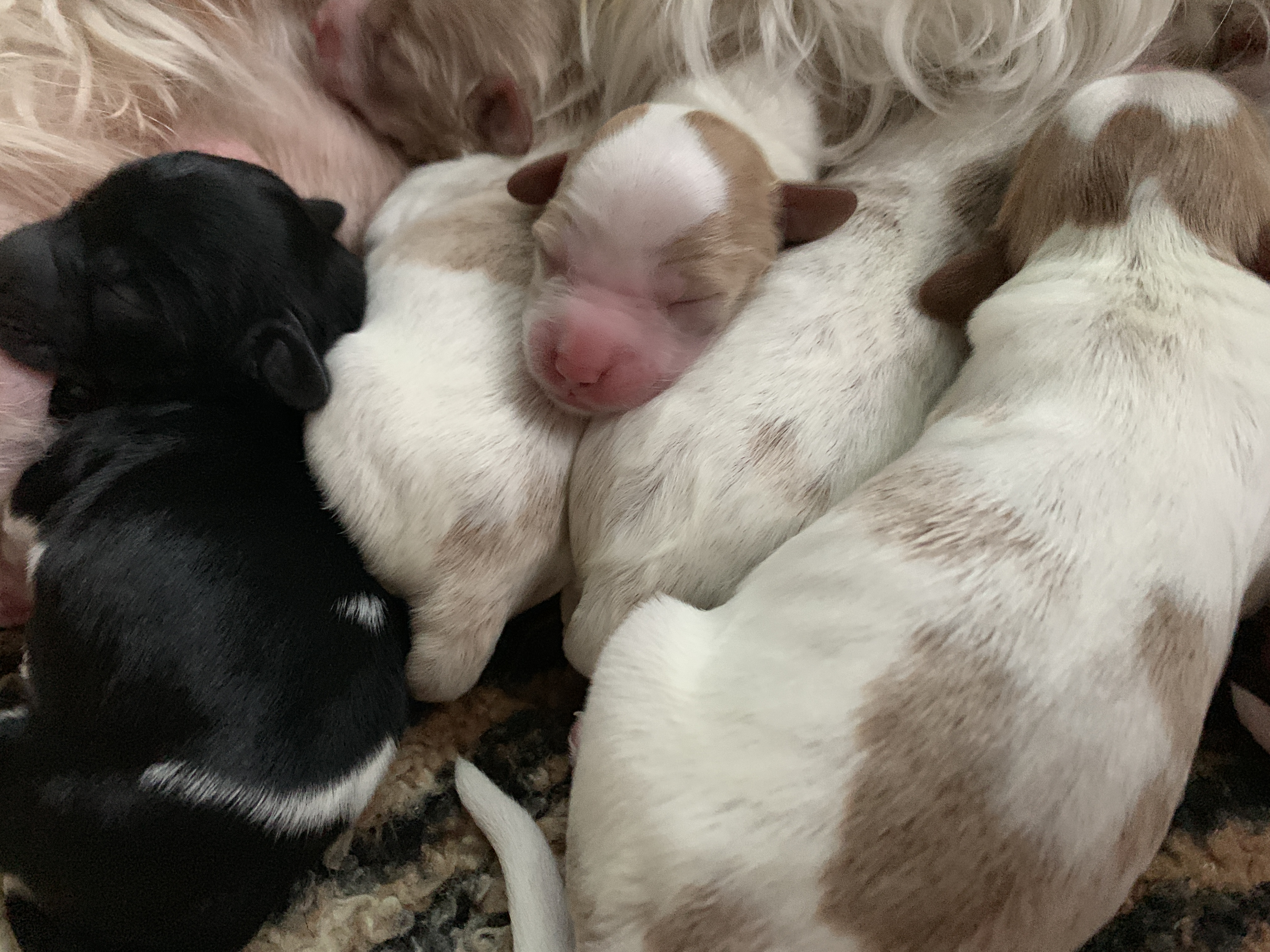 Puppy Pile