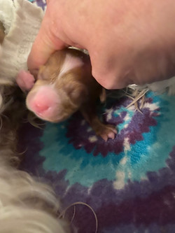 First baby