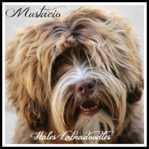 Hale's Giorgio Armani - Mustacio