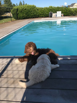 Australian Labradoodle Puppies WA