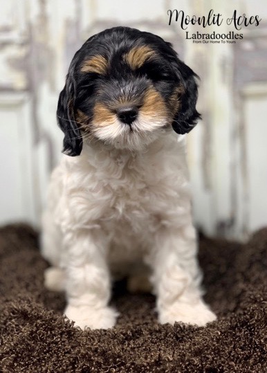 Sophia as a puppy