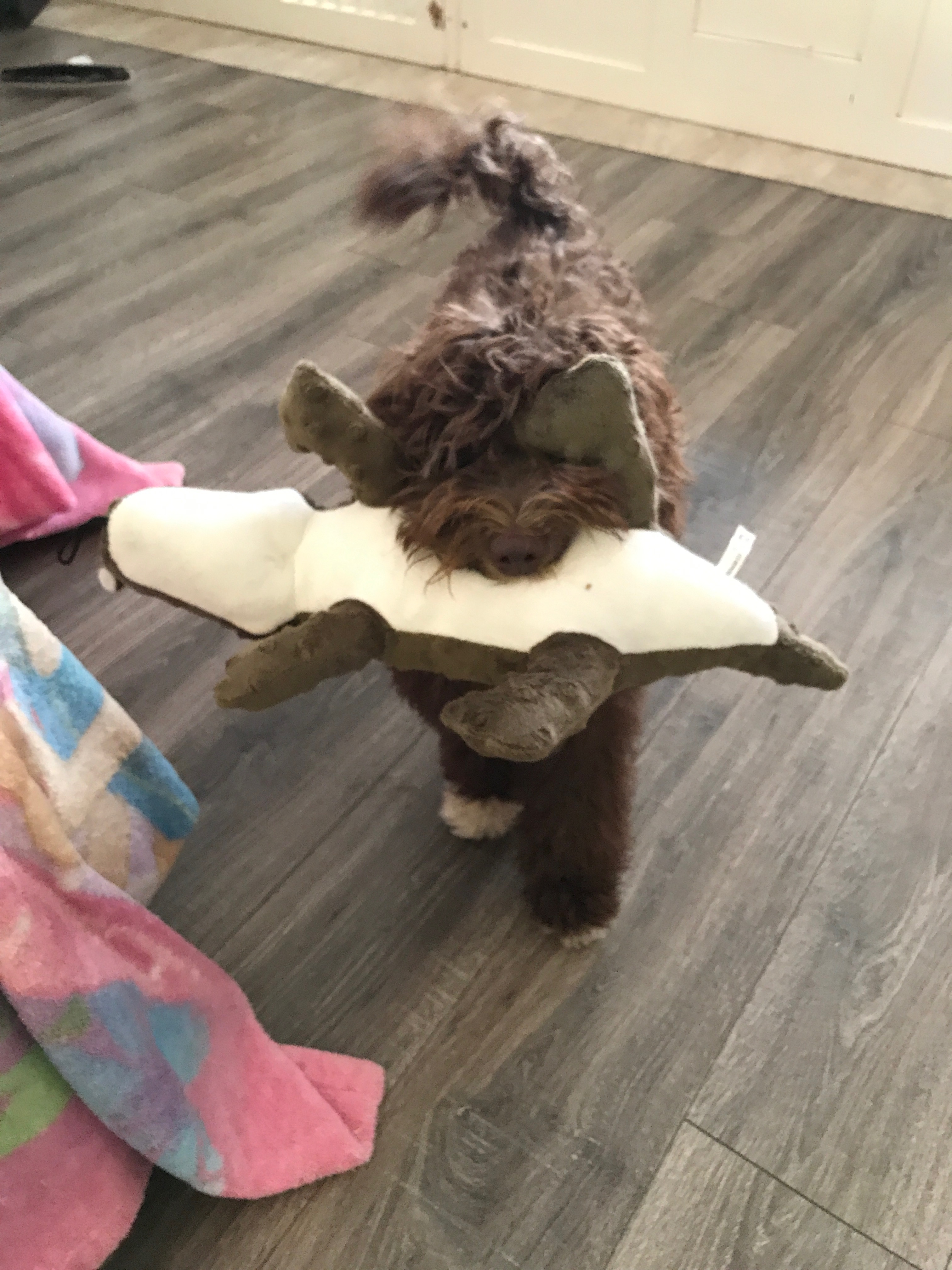 Toy hound!