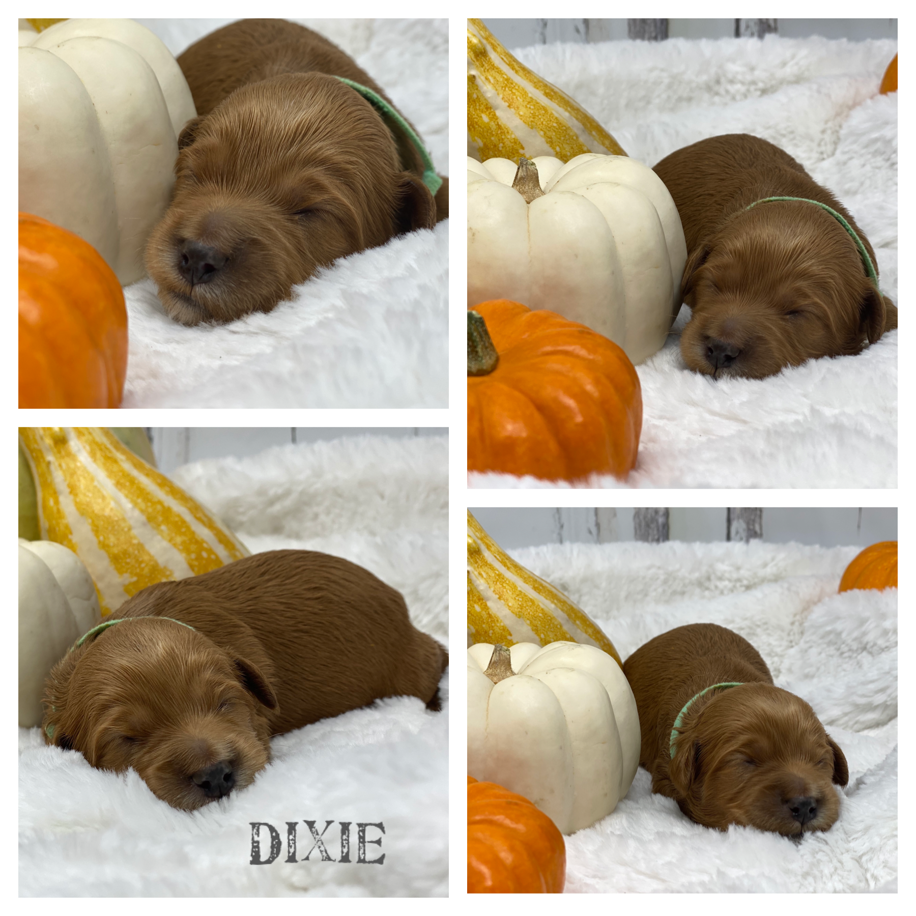Dixie