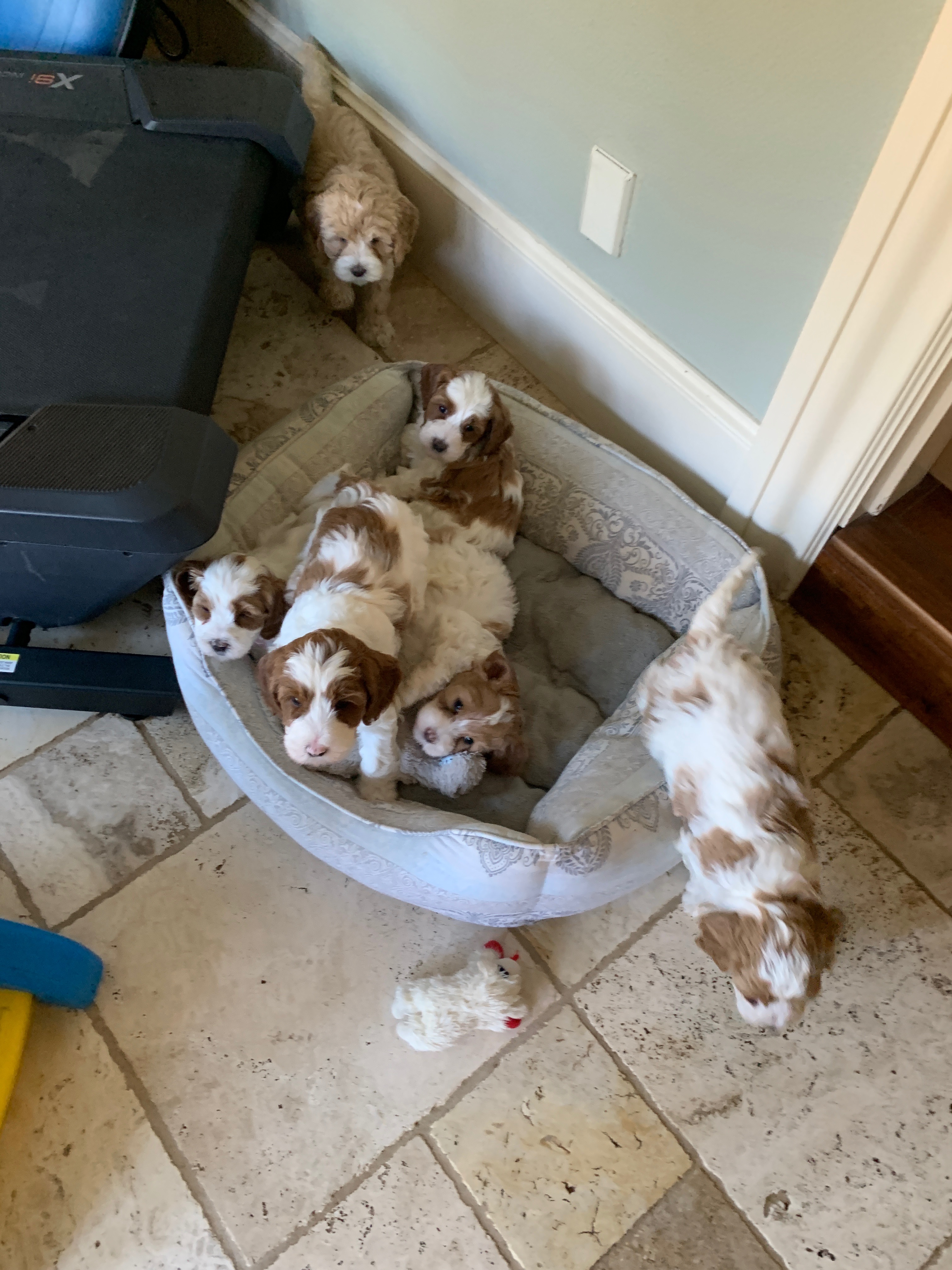 Puppy Pile