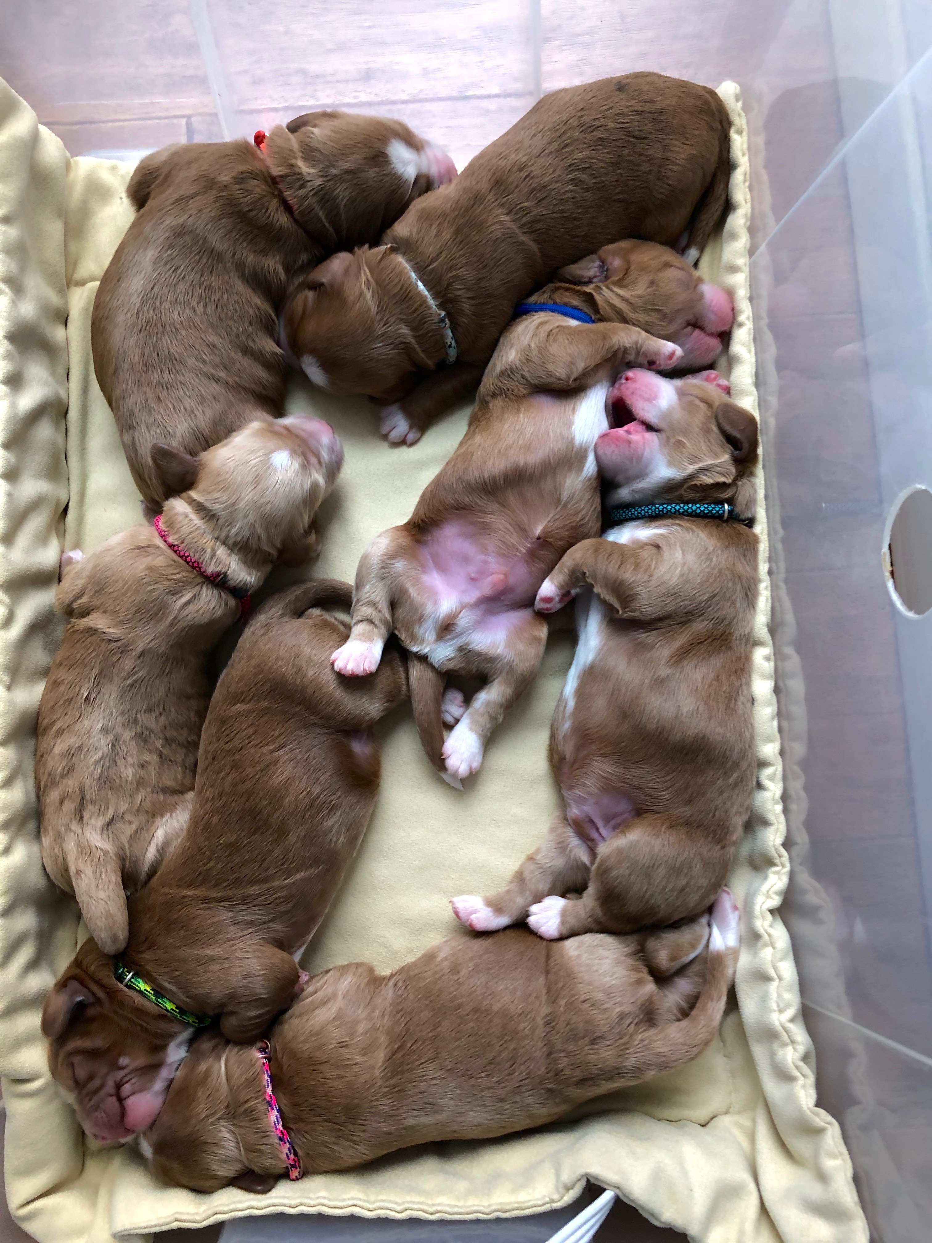 Basket full of babies