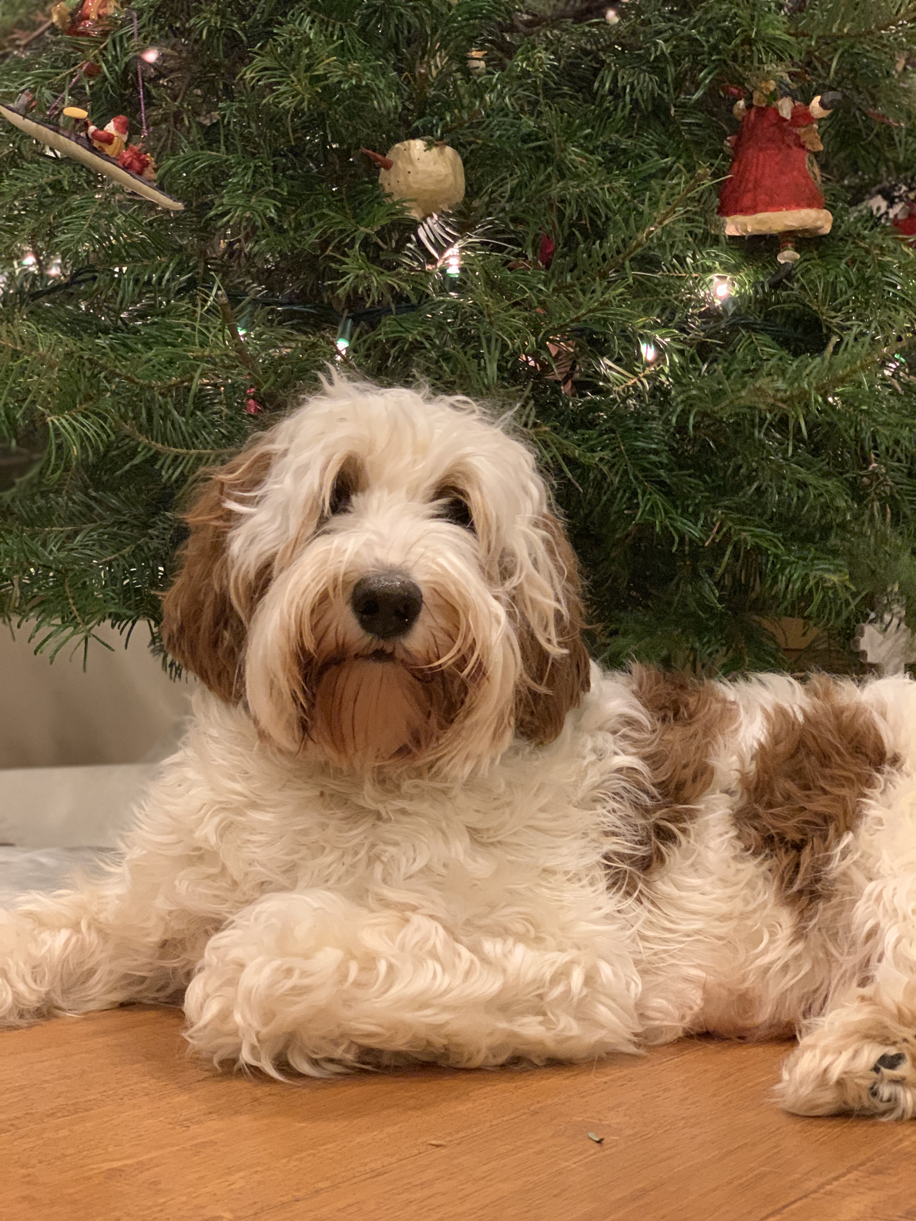 Christmas Glam Shot