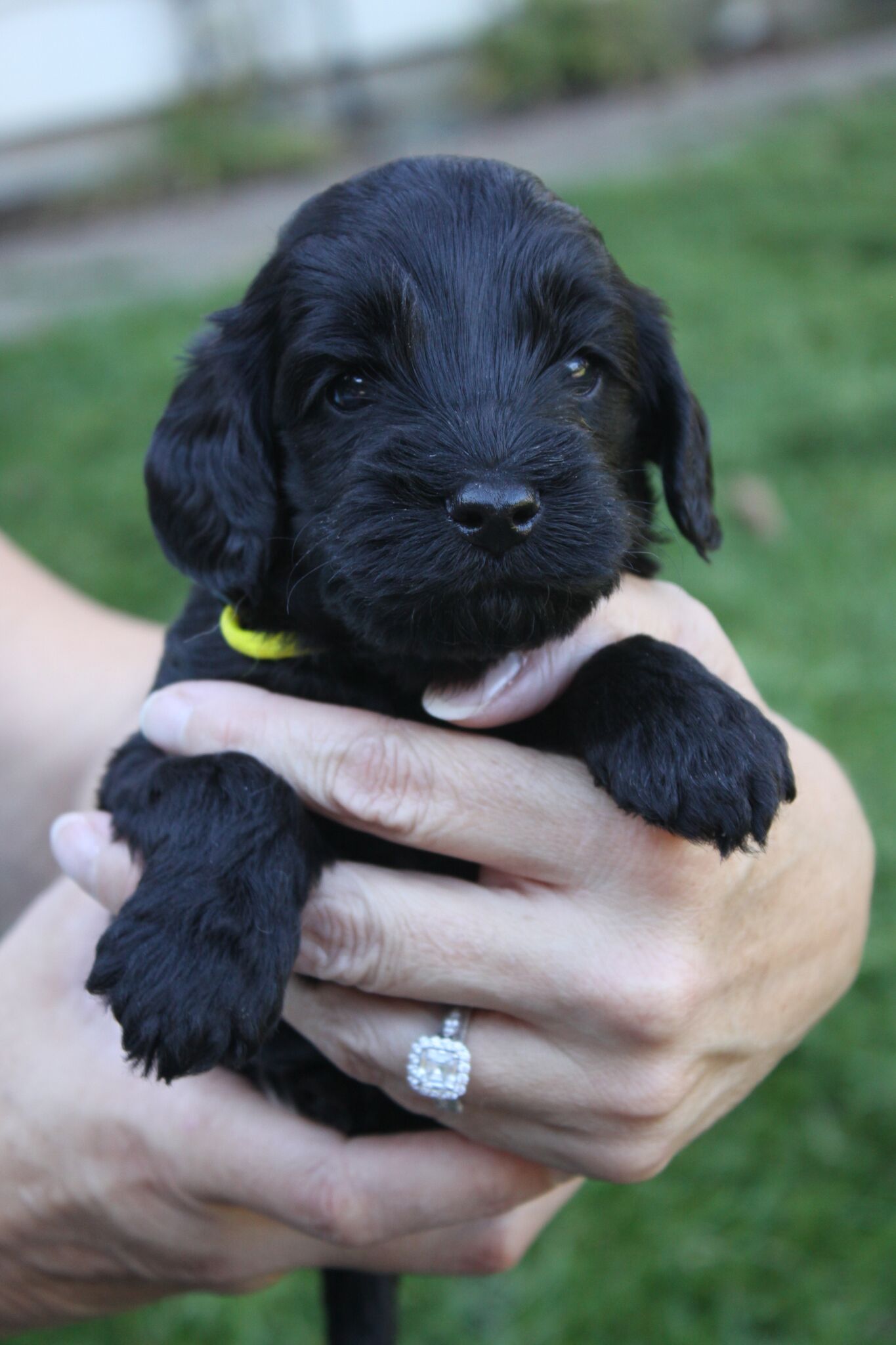 Australian Labradoodle Puppies WA