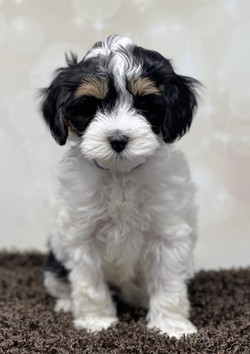 Maggie