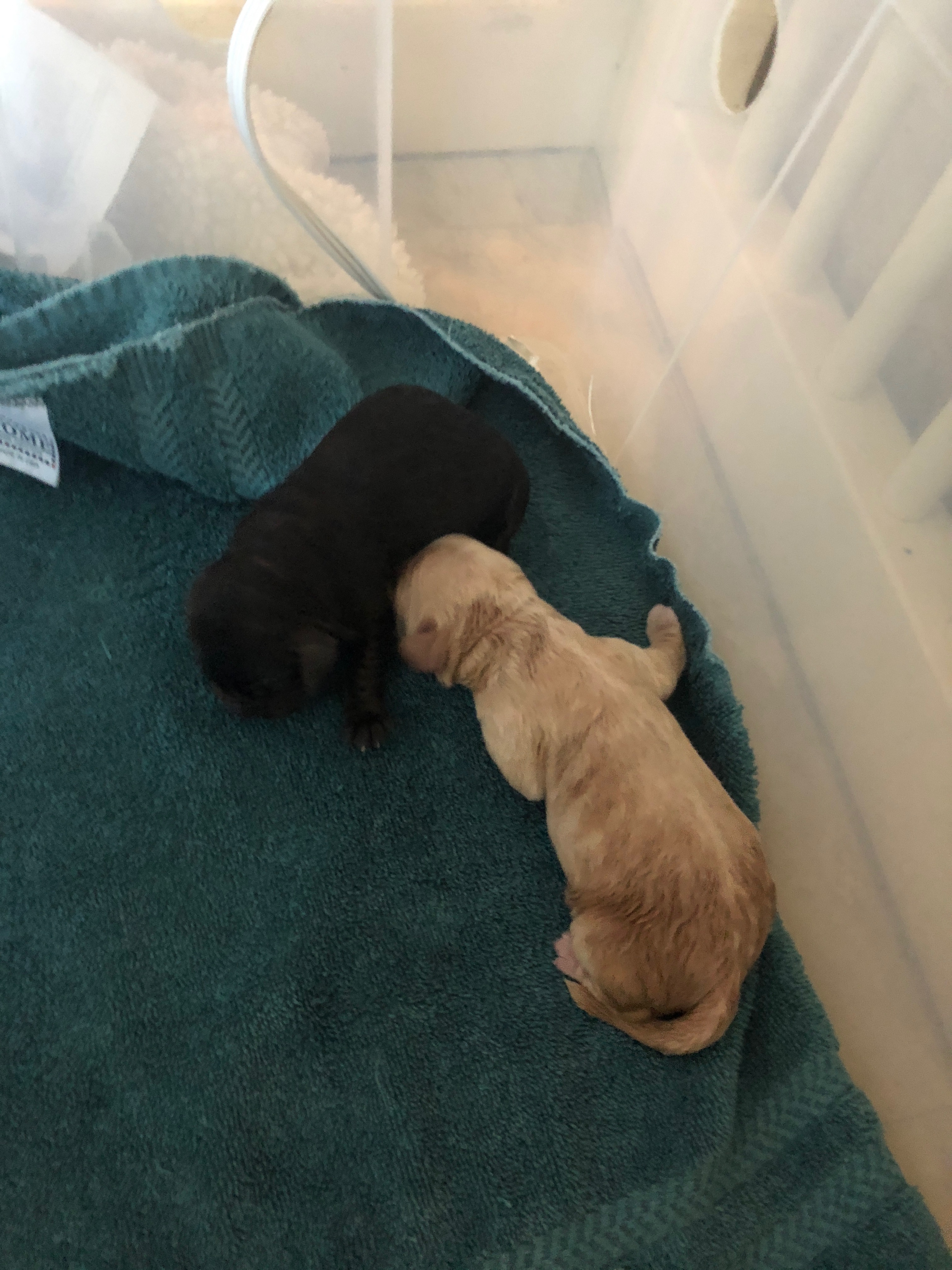 And then there were two