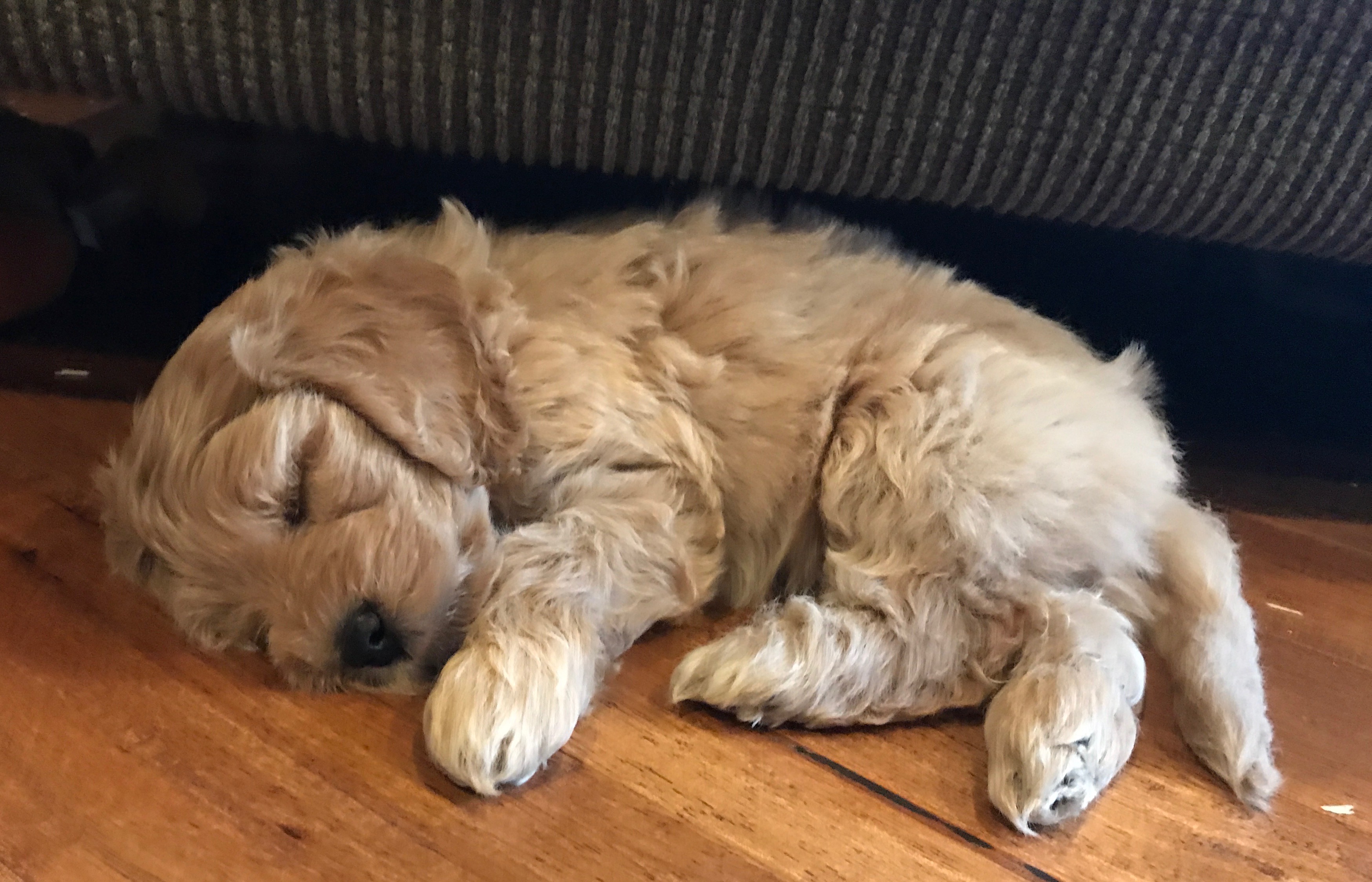 Australian Labradoodle Puppy WA