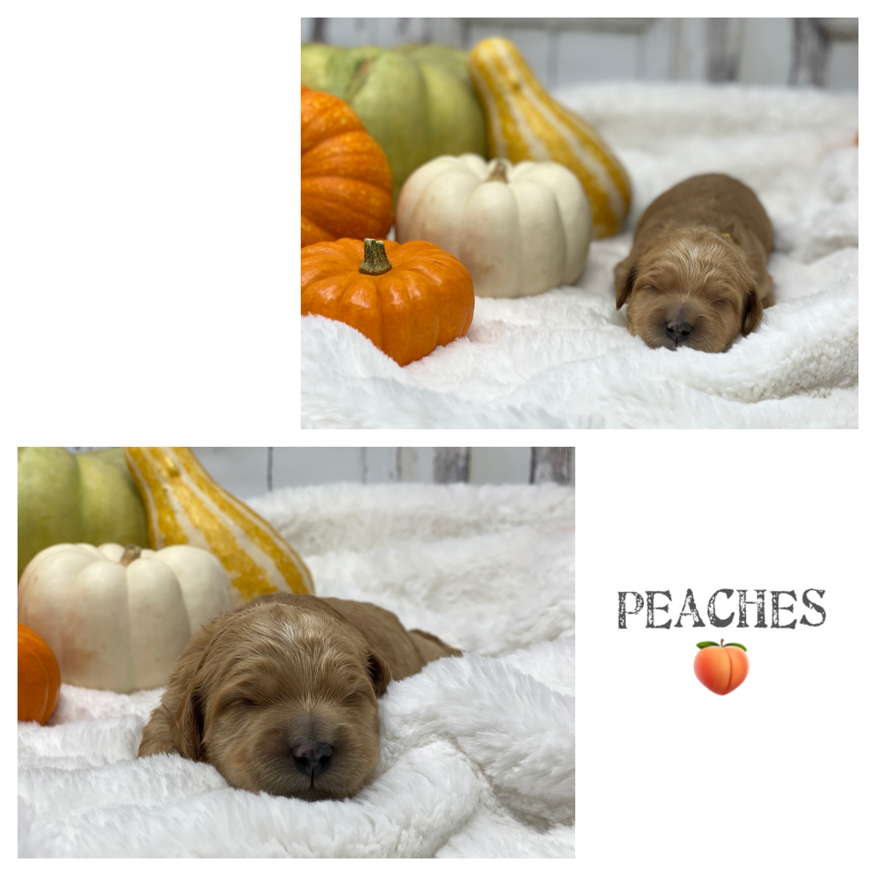 Peaches