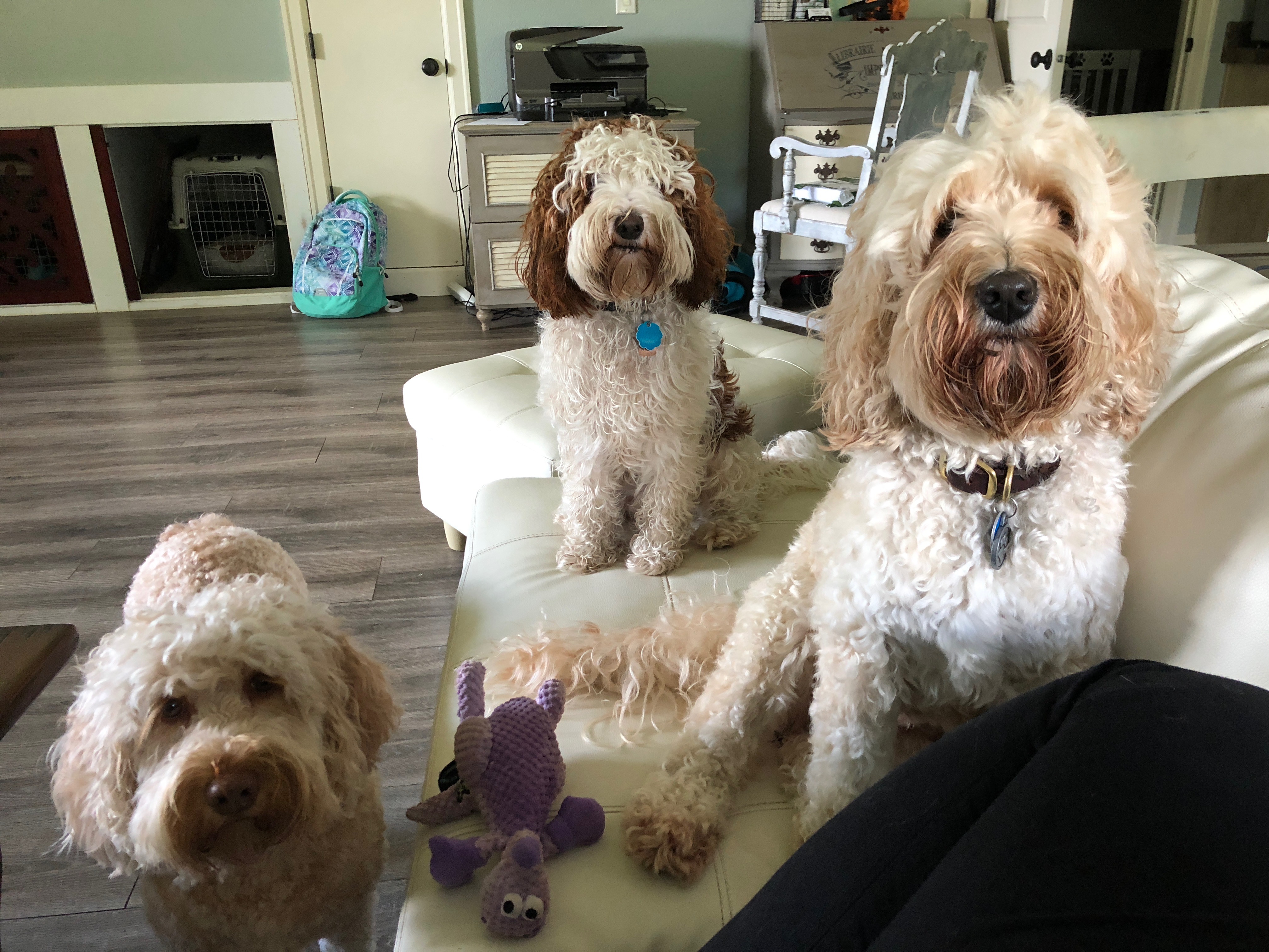 Daisy, Ruby & Gracie 2018