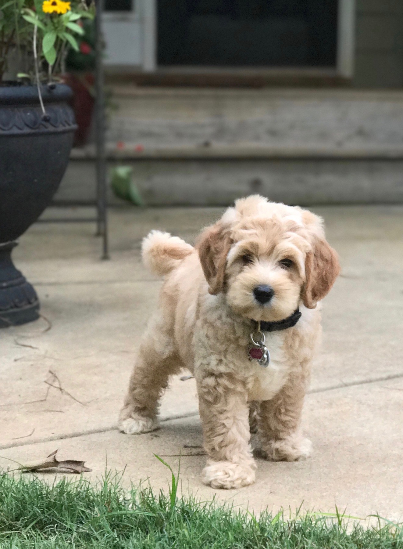 Pebbles @ 8 weeks