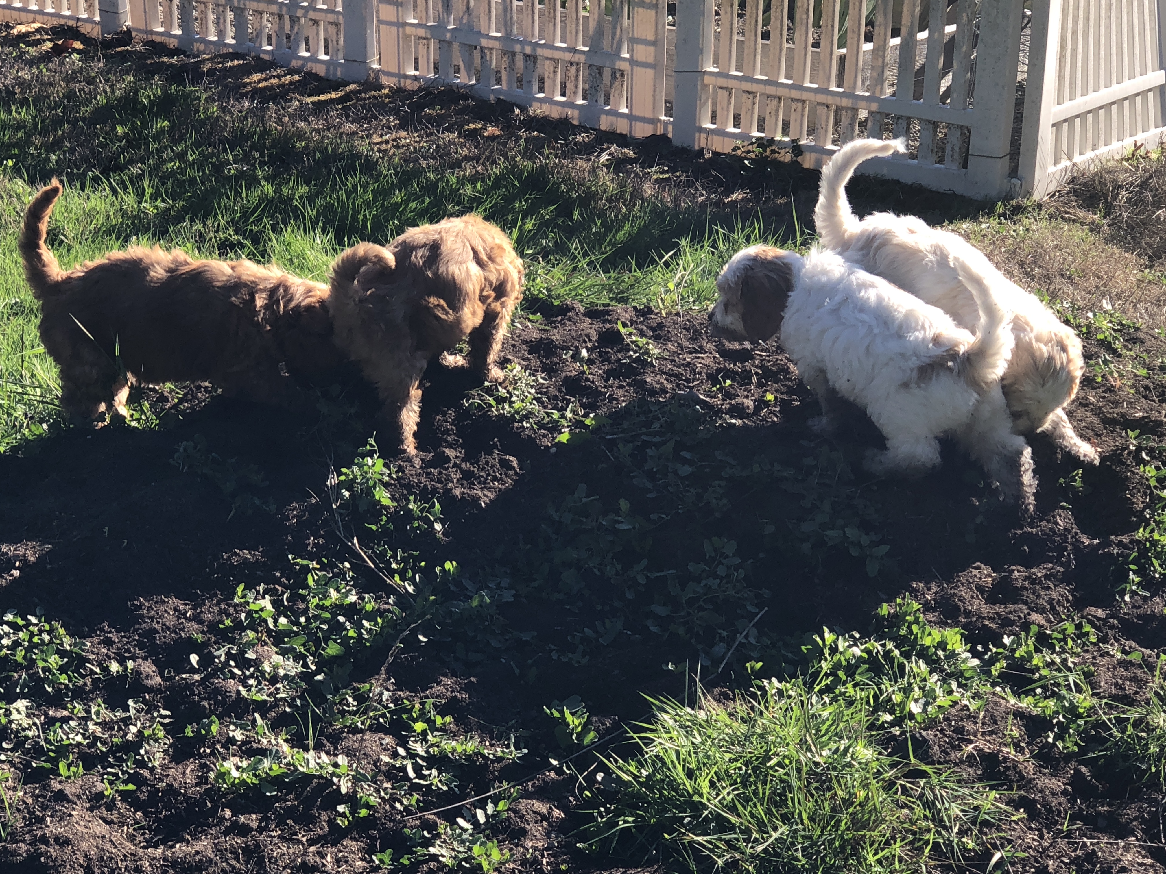 Dirt Puppies gardening