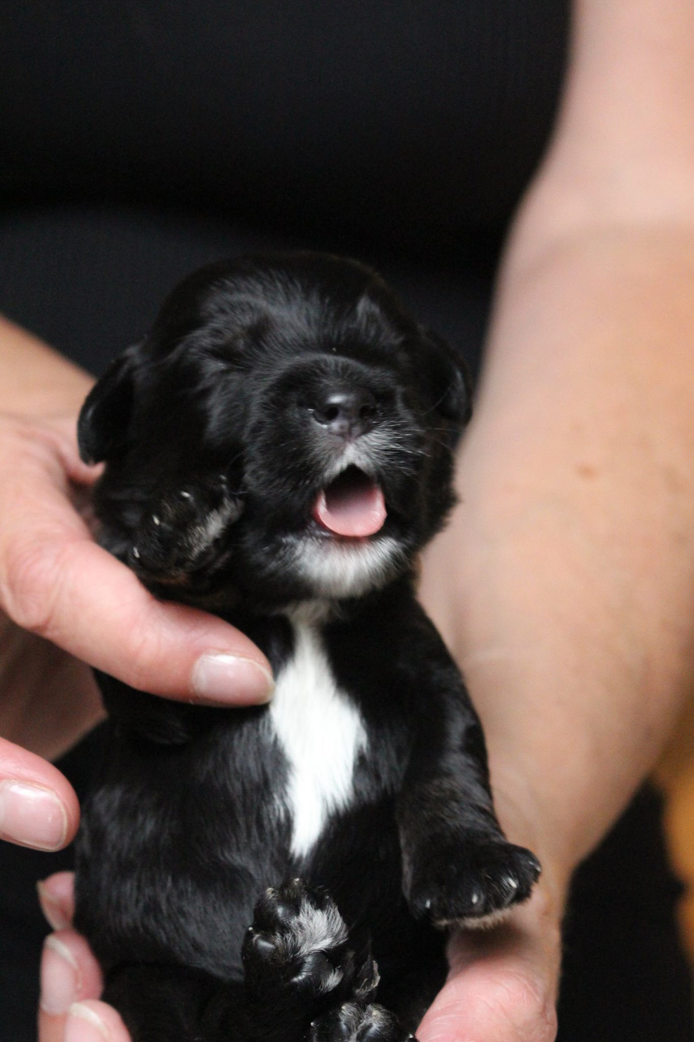 Sheba @ 1 week old