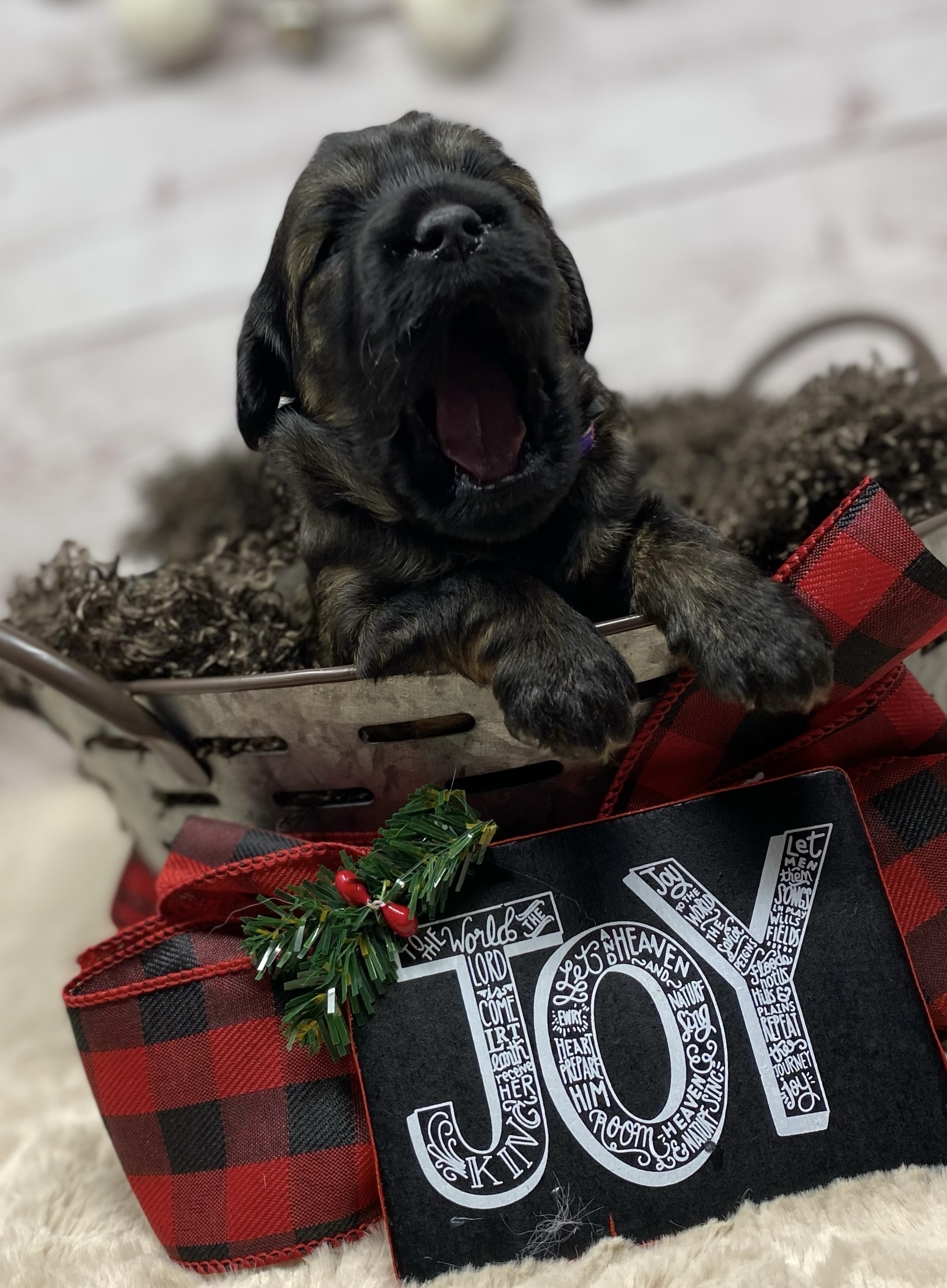 Joy.peg