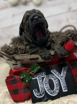 Joy.peg