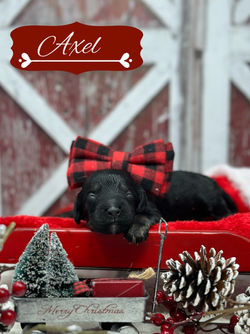 Axel