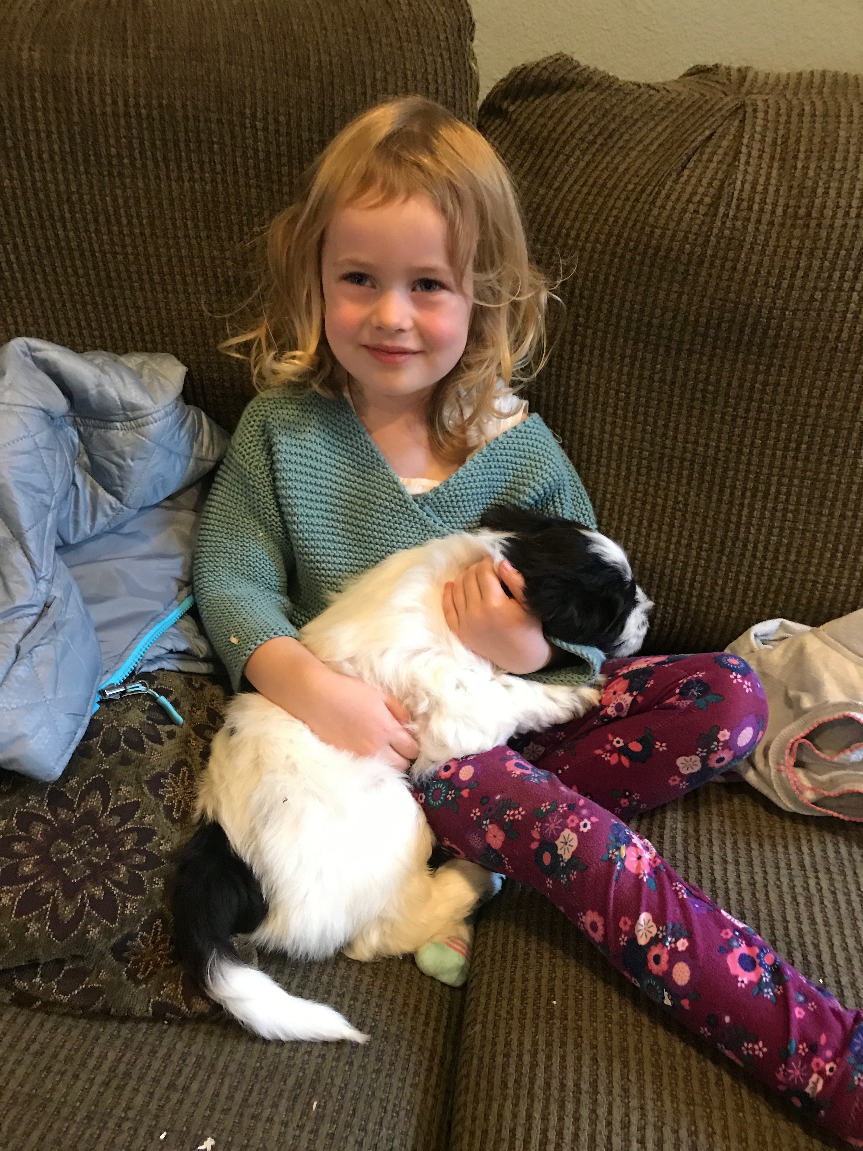 Australian Labradoodle Snuggles