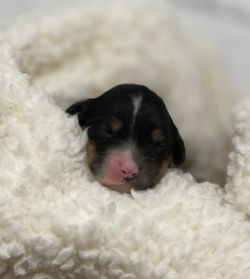 Mini Mouse
