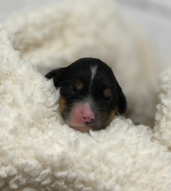 Mini Mouse