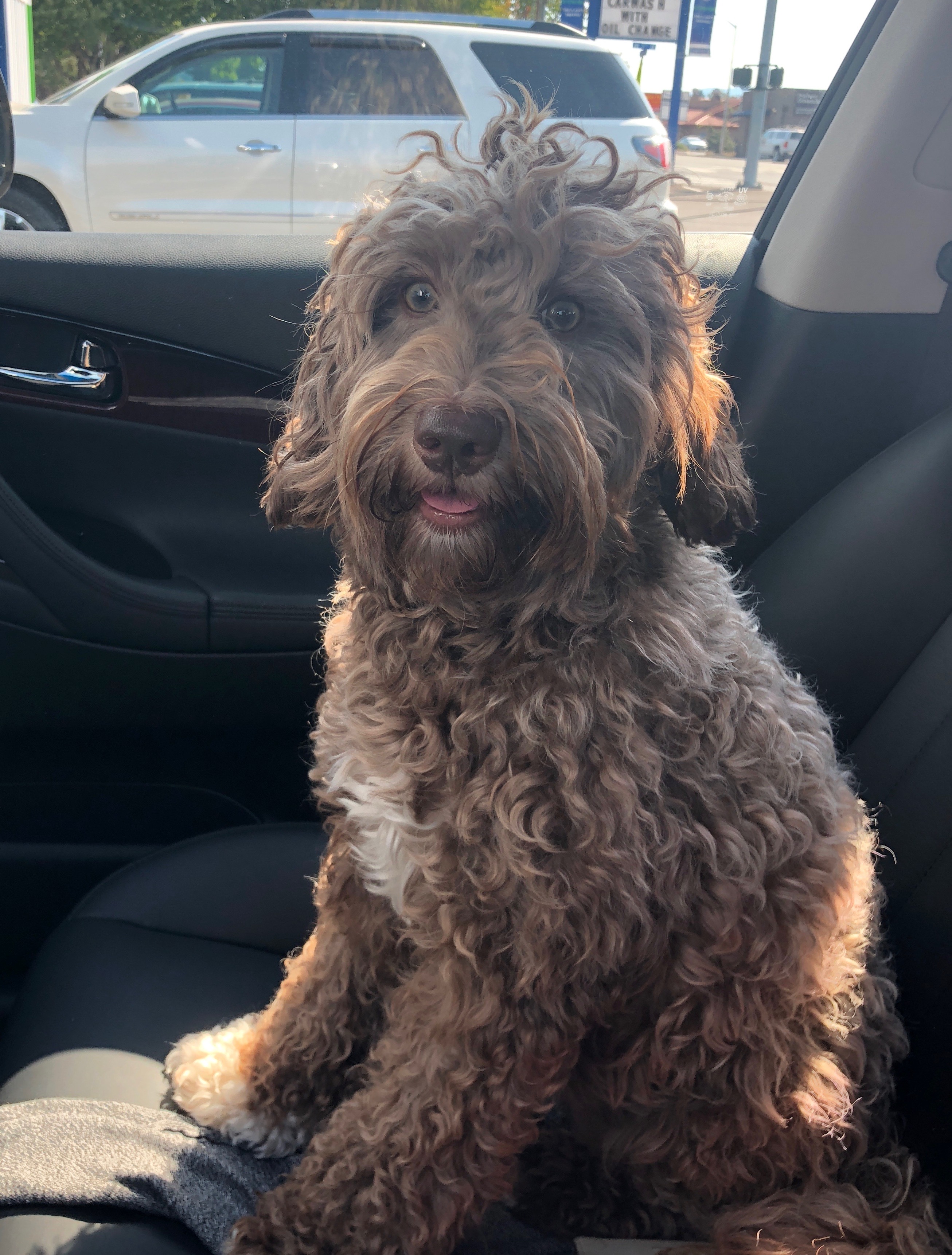 Mini Australian Labradoodle