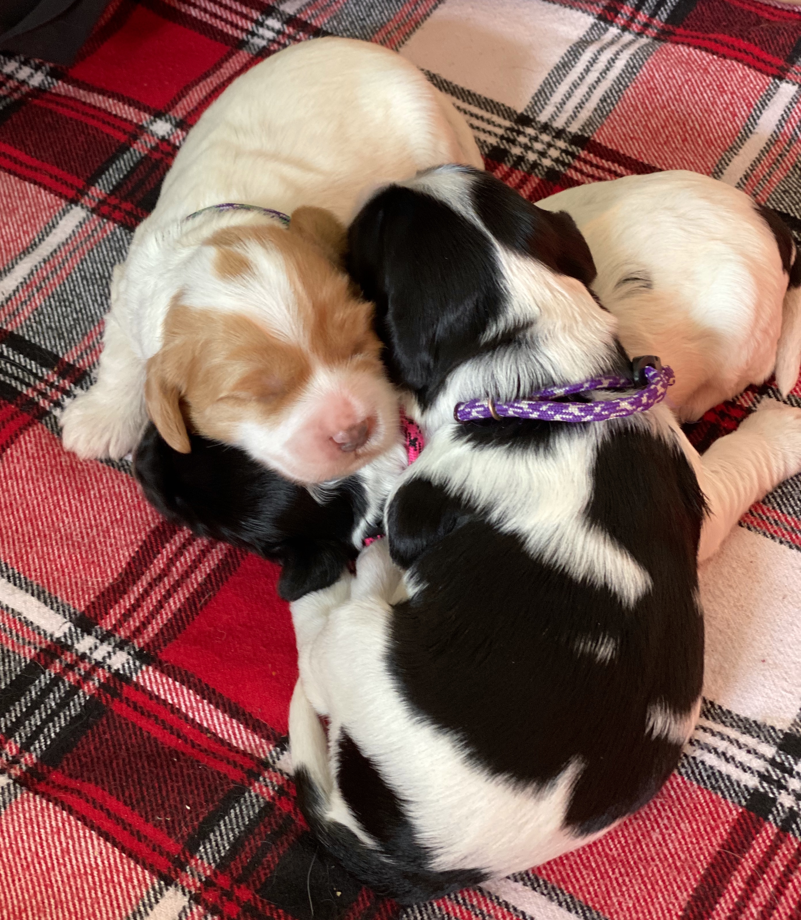 Puppy Pile