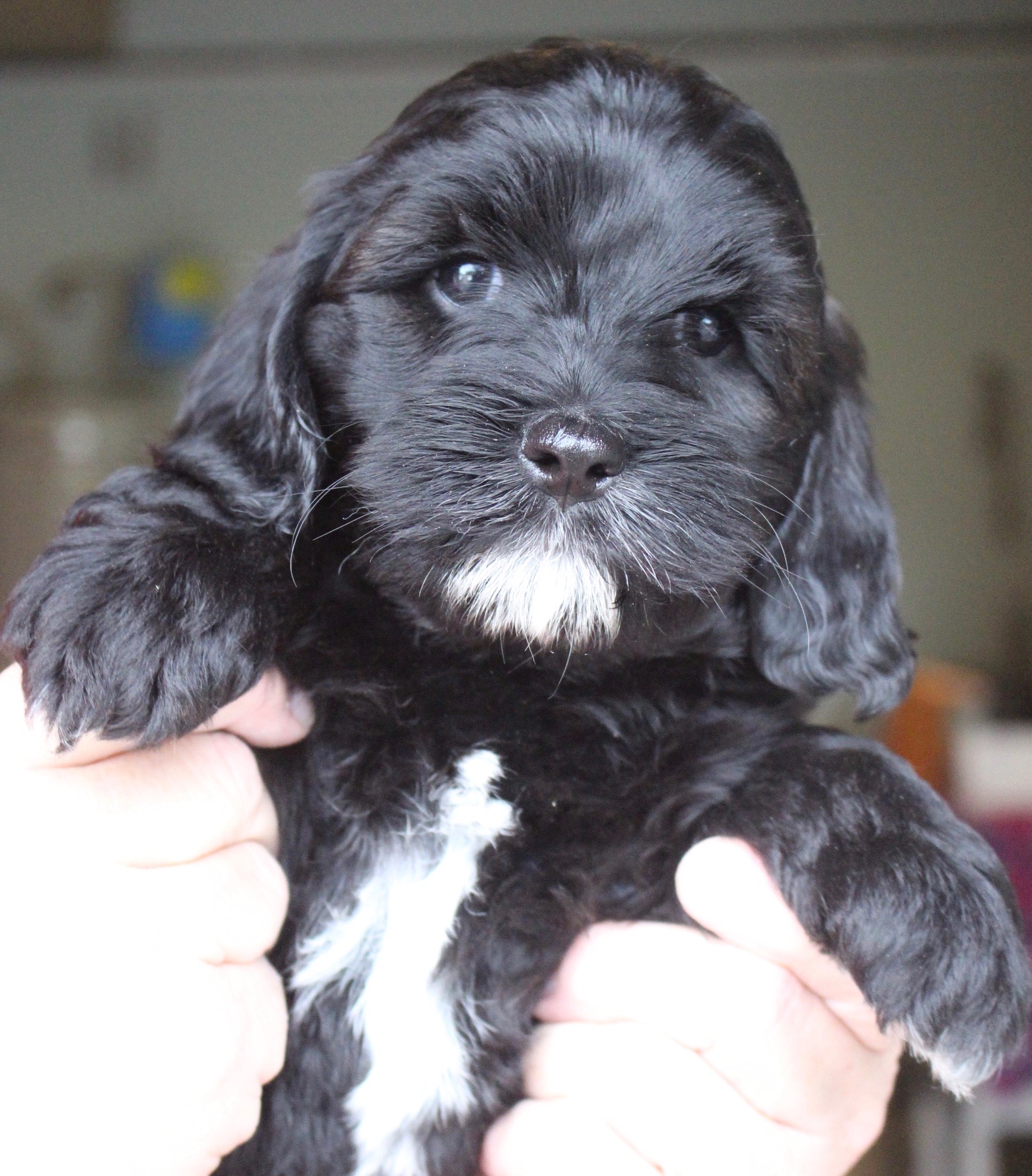 Sheba
