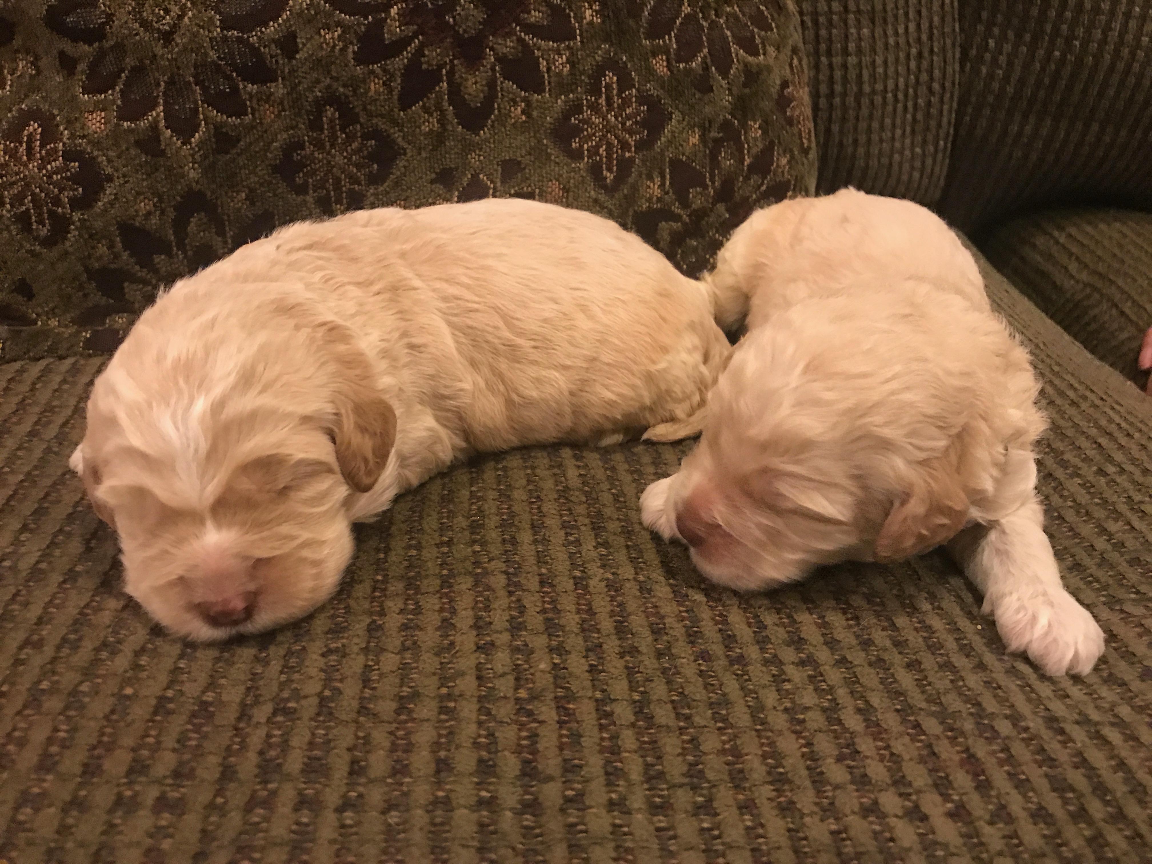 Puppies Available