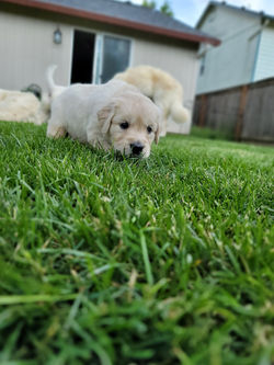 Romeo