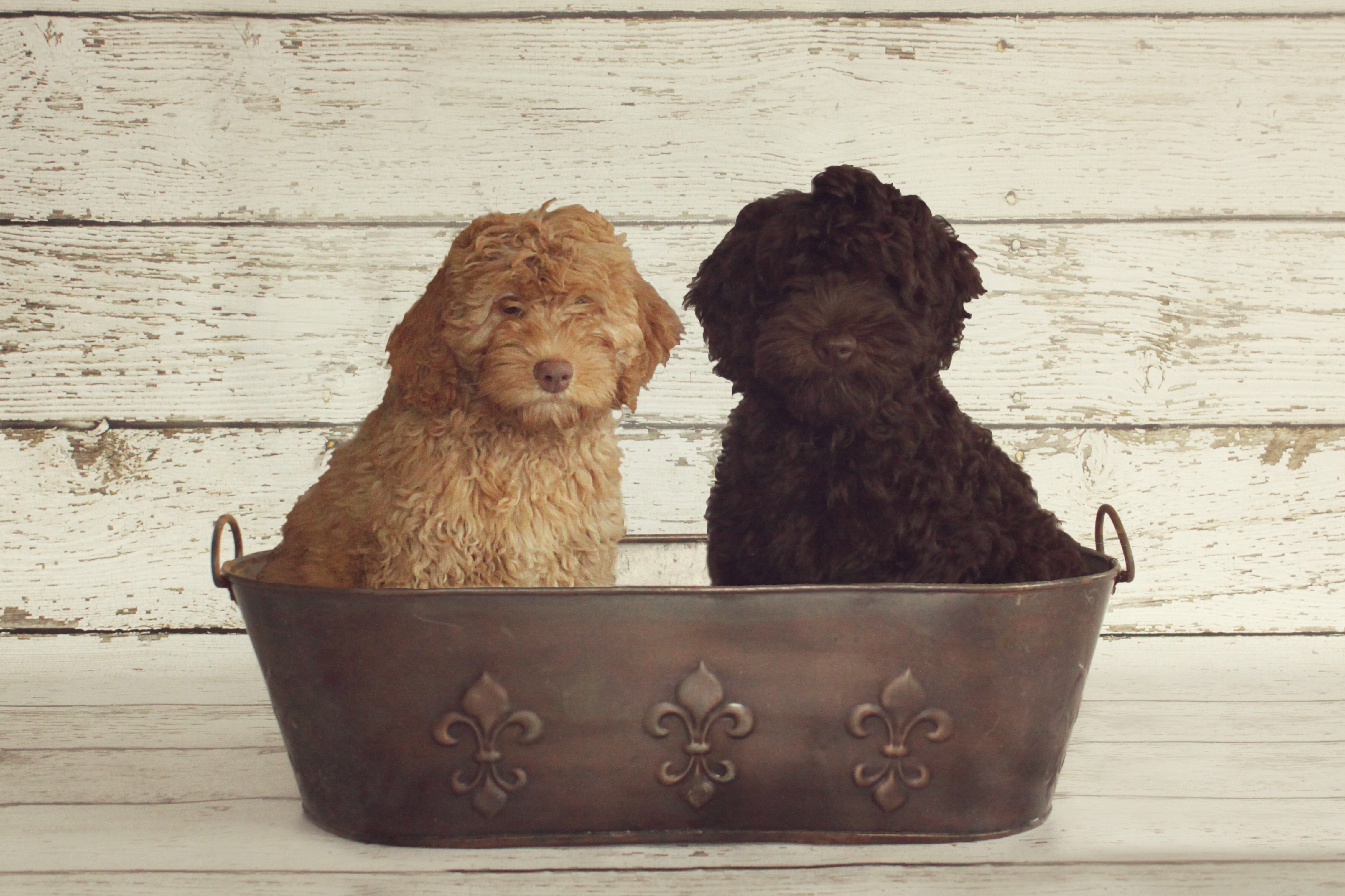 Daisy & River