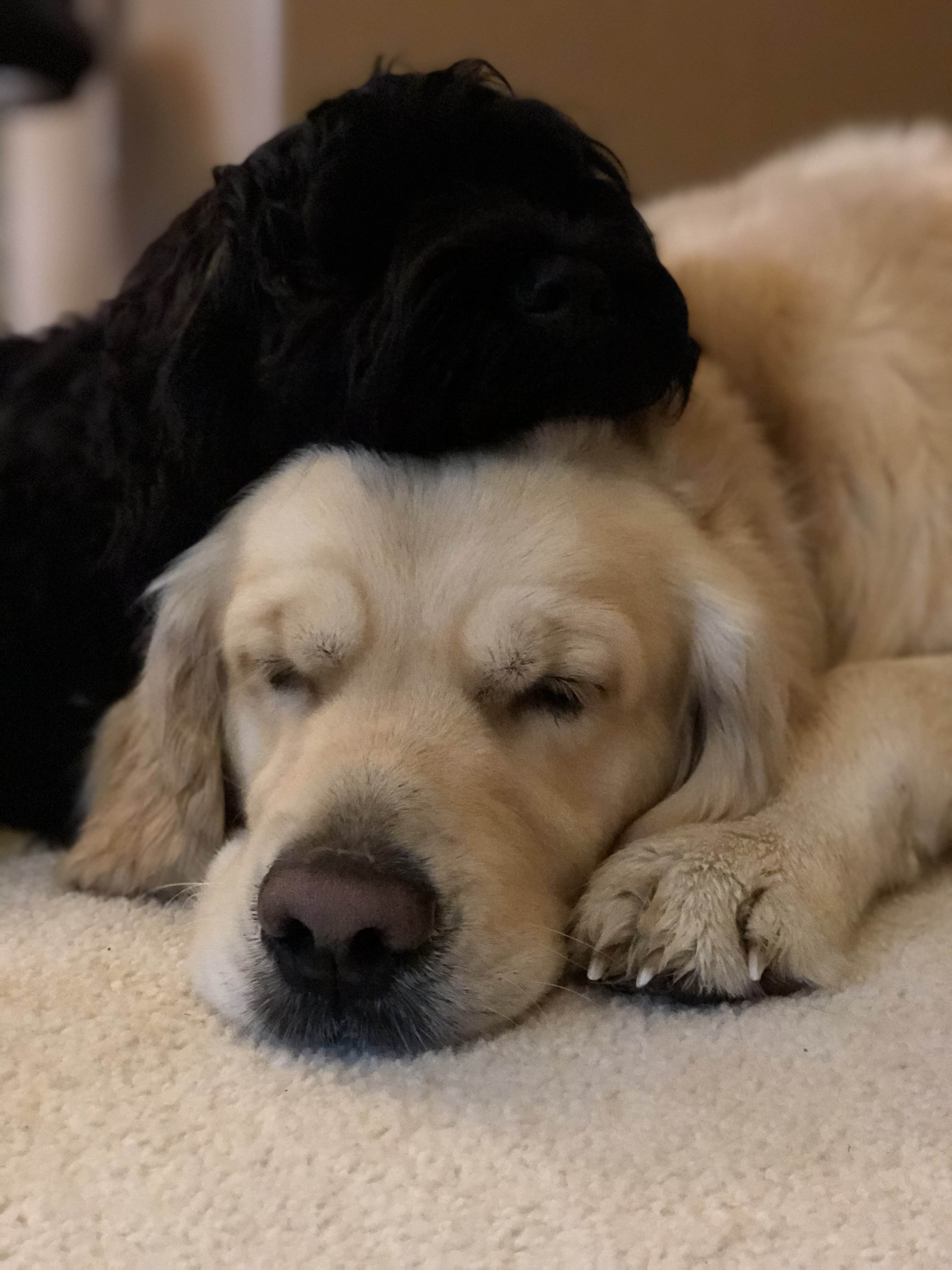 Sarge & Bo