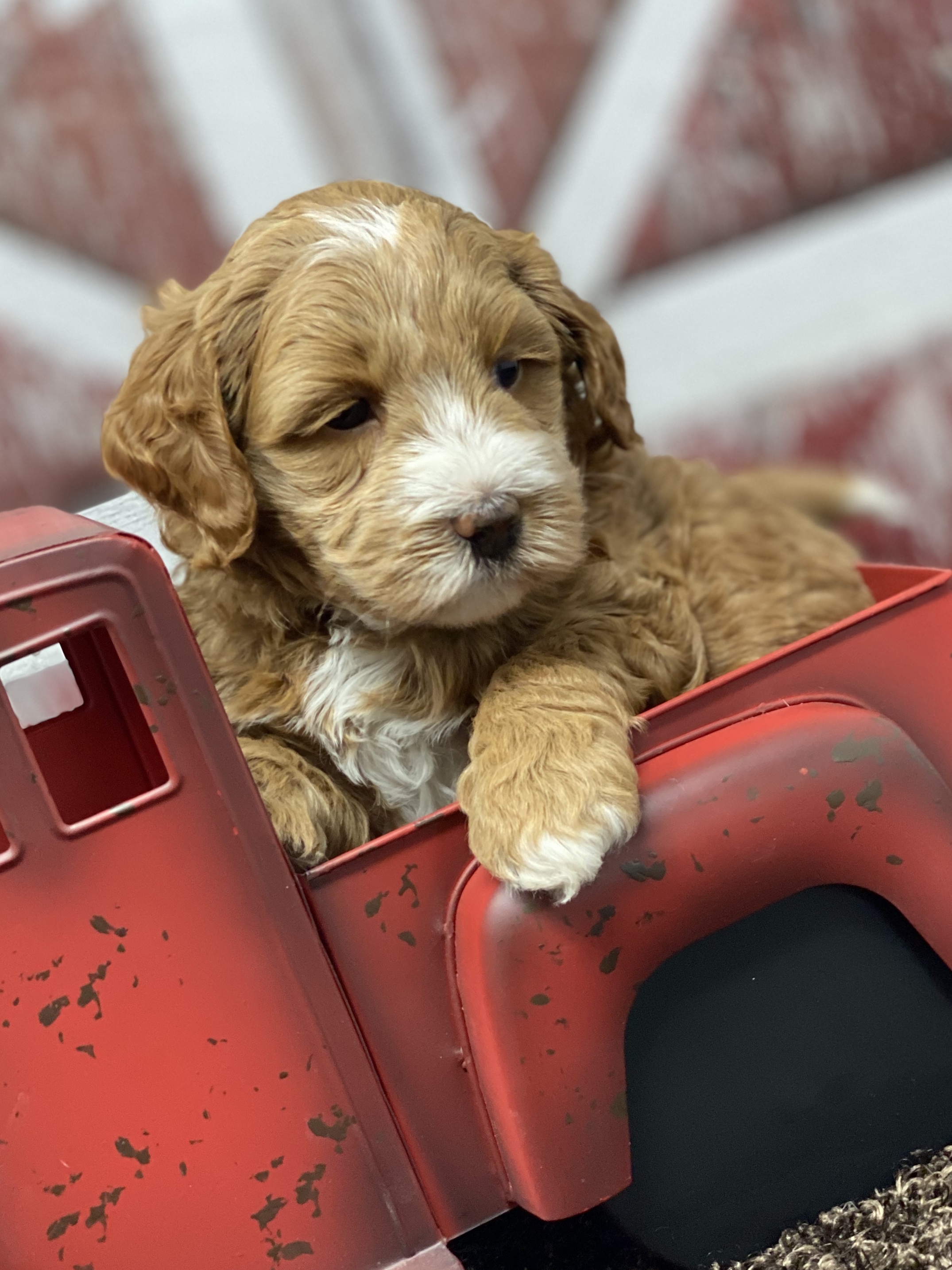 Bentley